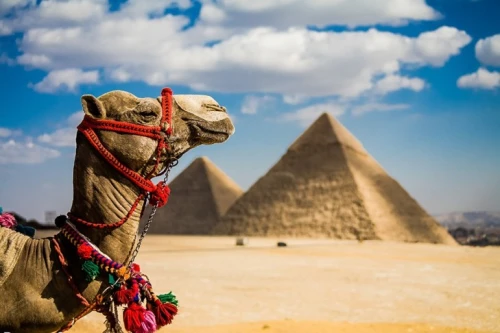 Camel In Giza Pyramids