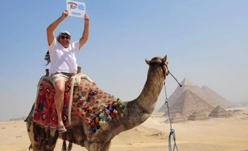 Camel in Giza Pyramids