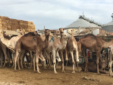 Day Tour to Camel Market