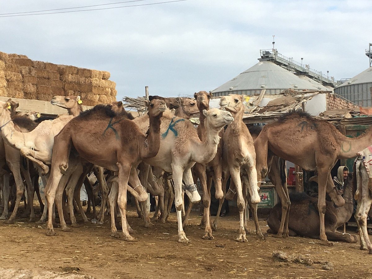 Day Tour to Camel Market at Birqash