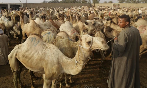 Day Tour to Camel Market