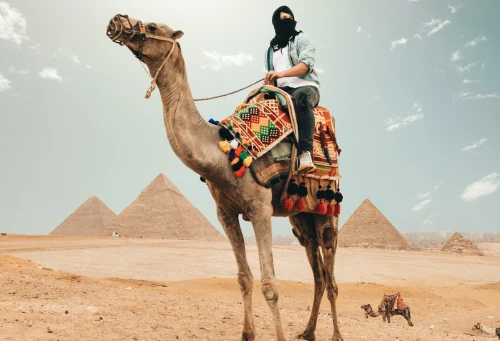 Camel around Pyramids
