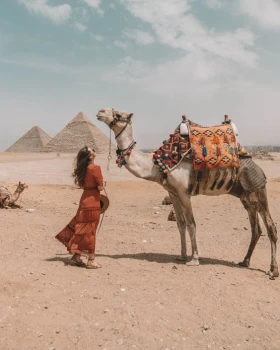 Camel in Giza Pyramids