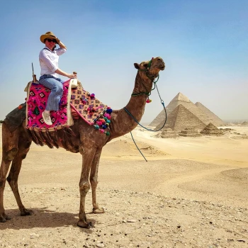 Camel in Giza Pyramids