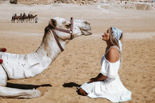 Camel in Giza Pyramids