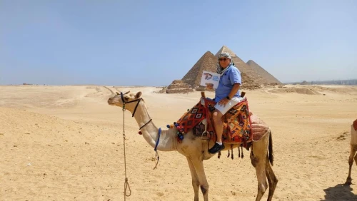 Camel in Giza Pyramids