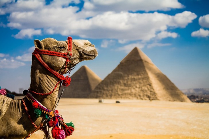Camel In Giza Pyramids