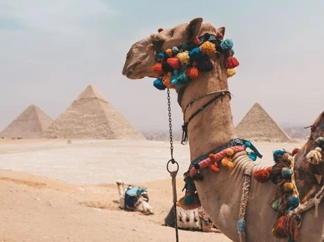 Camel in Giza Pyramids