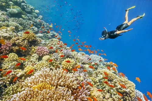 Snorkeling  in Ras Mohamed