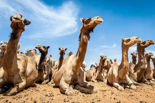 Day Tour to Camel Market