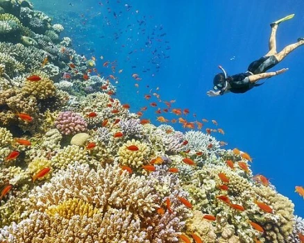 Snorkeling in Dahab